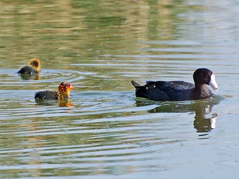 American Coot (Fulica americana)