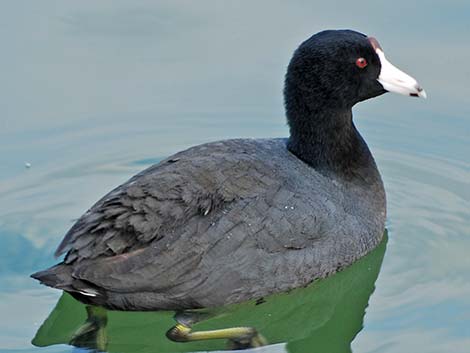 American Coot (Fulica americana)