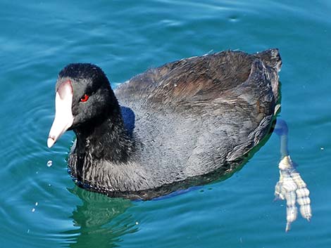 Gruiformes - Rails, Coots, and Cranes