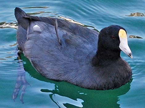 American Coot (Fulica americana)