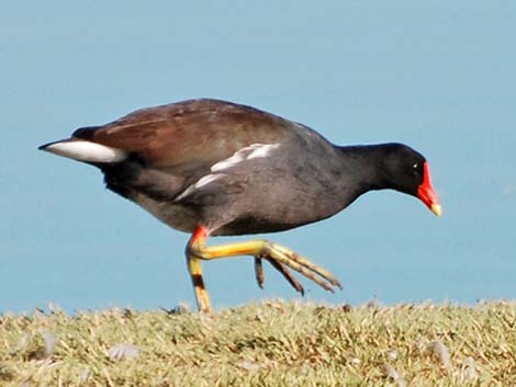 Common Moorhen (Gallinula chloropus)