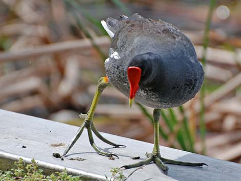 Common Gallinule (Gallinula galeata)