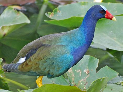 Purple Gallinule (Porphyrio martinicus)