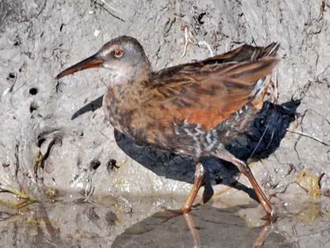 Virginia Rail (Rallus limicola)