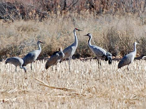 Common Crane (Grus grus)