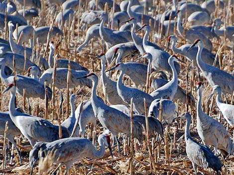 Sandhill Crane (Grus canadensis)