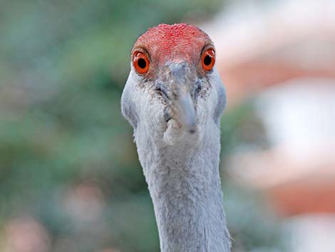 Sandhill Crane (Grus canadensis)