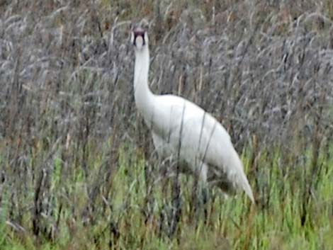 Whooping Crane (Grus americana)