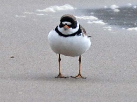 Semipalmated Plover (Charadrius semipalmatus)