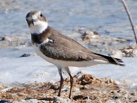 Semipalmated Plover (Charadrius semipalmatus)