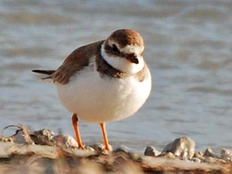 Semipalmated Plover (Charadrius semipalmatus)