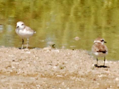 Snowy Plover (Charadrius nivosus)