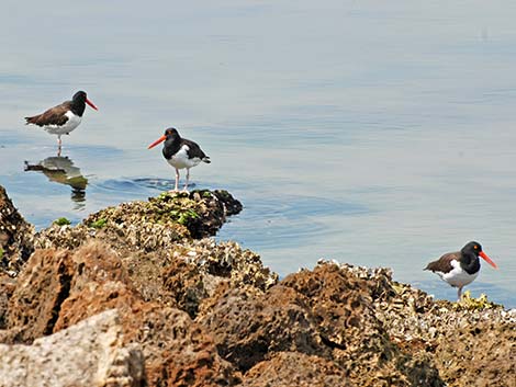 American Oystercatcher (Haematopus palliatus)