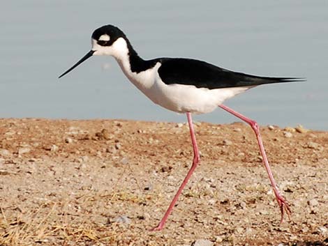 Black-necked Stilt (Himantopus mexicanus)