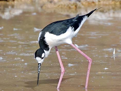 Black-necked Stilt (Himantopus mexicanus)