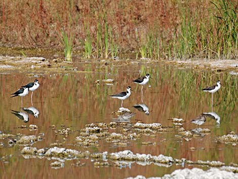 Black-necked Stilt (Himantopus mexicanus)