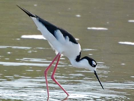 Black-necked Stilt (Himantopus mexicanus)