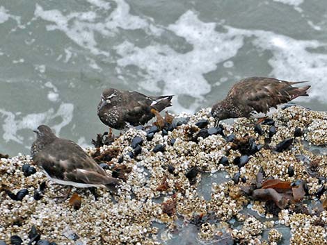 Black Turnstone (Arenaria melanocephala)