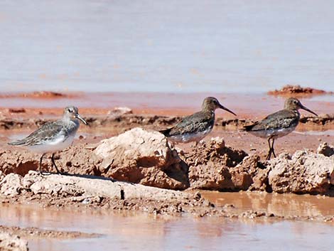 Dunlin (Calidris alpina)