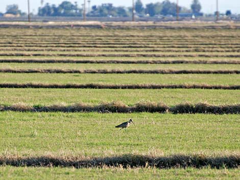 Long-billed Curlew (Numenius americanus)