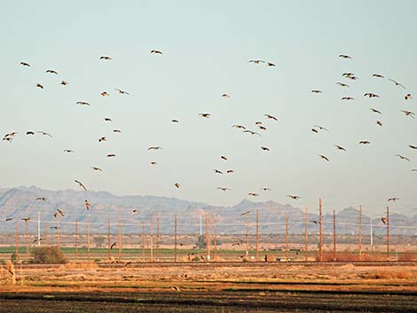 Long-billed Curlew (Numenius americanus)