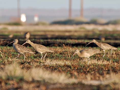 Long-billed Curlew (Numenius americanus)