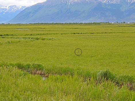 Lesser Yellowlegs (Tringa flavipes)