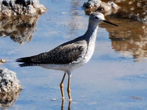 Lesser Yellowlegs (Tringa flavipes)