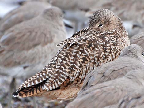 Marbled Godwit (Limosa fedoa)