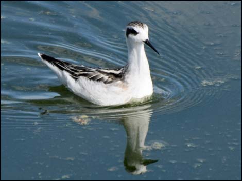 Red-necked Phalarope (Phalaropus lobatus)