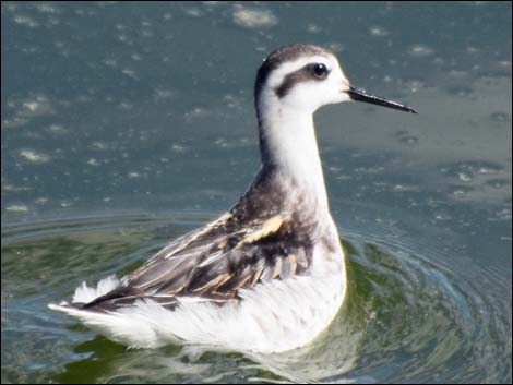 Red-necked Phalarope (Phalaropus lobatus)