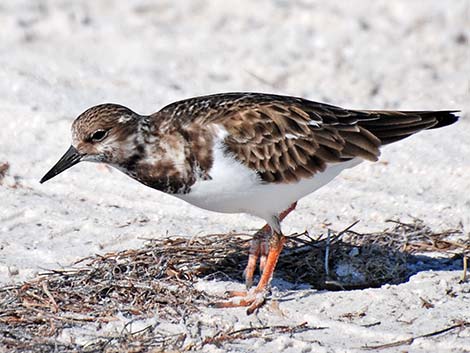 Ruddy Turnstone (Arenaria interpres)