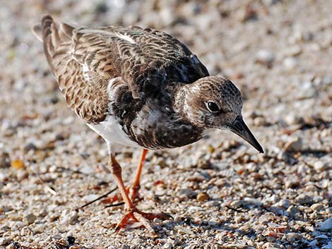 Ruddy Turnstone (Arenaria interpres)