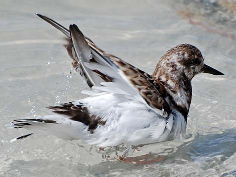 Ruddy Turnstone (Arenaria interpres)