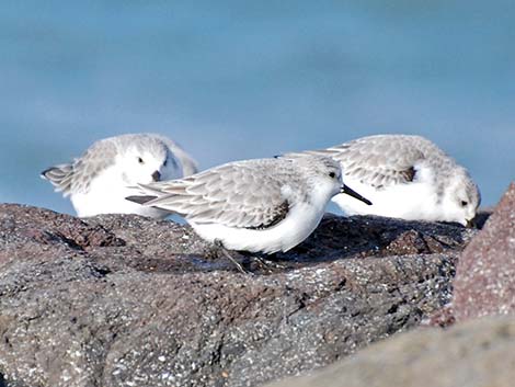 Sanderling (Calidris alba)