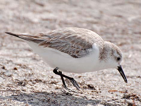 Sanderling (Calidris alba)