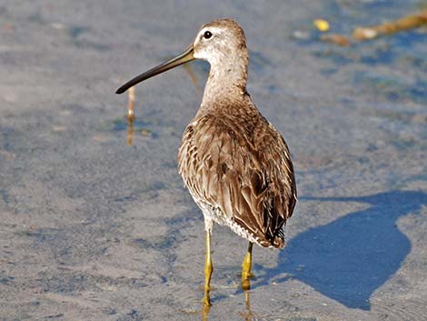 Short-billed Dowitcher (Limnodromus griseus)