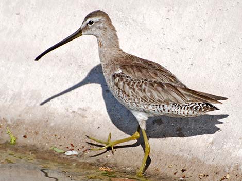 Short-billed Dowitcher (Limnodromus griseus)