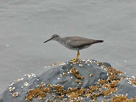 Wandering Tattler (Heteroscelus incanus)