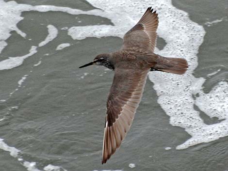 Wandering Tattler (Heteroscelus incanus)