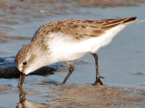 Western Sandpiper (Calidris mauri)