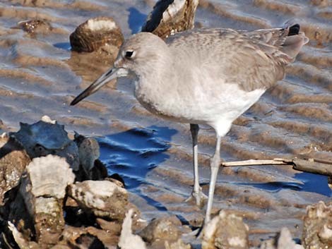 Willet (Catoptrophorus semipalmatus)