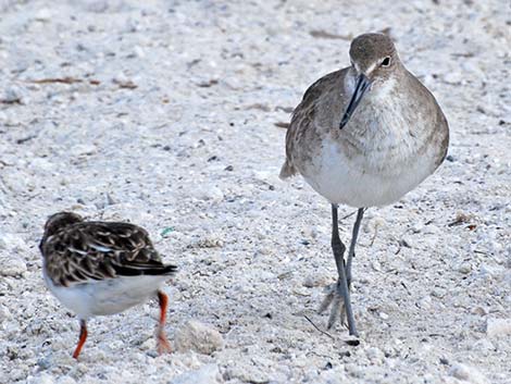 Willet (Catoptrophorus semipalmatus)