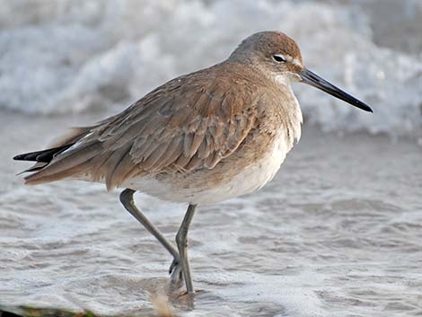 Willet (Catoptrophorus semipalmatus)