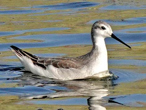 Wilson's Phalarope (Phalaropus tricolor)