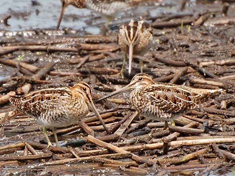 Wilson's Snipe (Gallinago delicata)