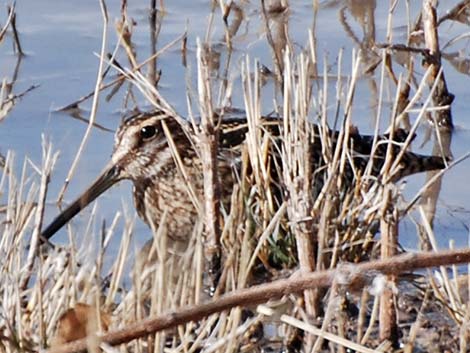 Wilson's Snipe (Gallinago delicata)