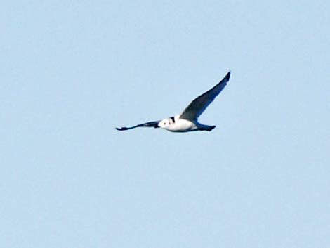 Black-legged Kittiwake (Rissa tridactyla)