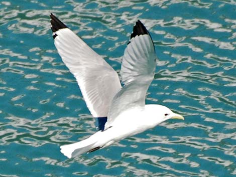 Black-legged Kittiwake (Rissa tridactyla)