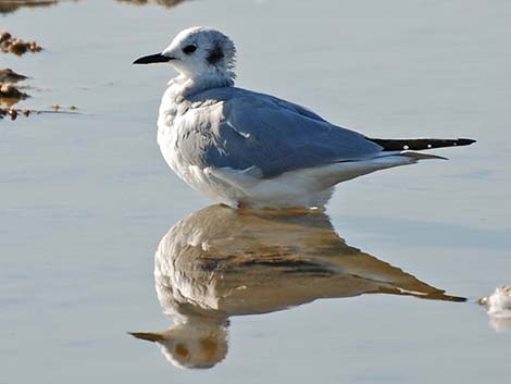 Bonaparte's Gull (Larus philadelphia)